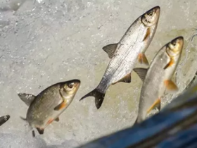 Tirgotājus gaida pavasara tirdziņš “Lido zivis Kuldīgā”