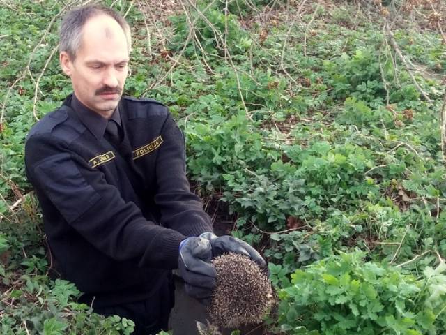 Ežu glābšanas operācija Skrundā