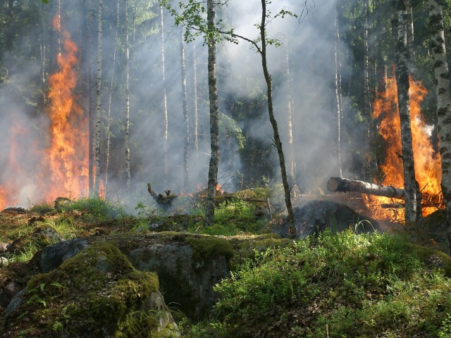 Par 2021. gada meža ugunsnedrošo laika posmu