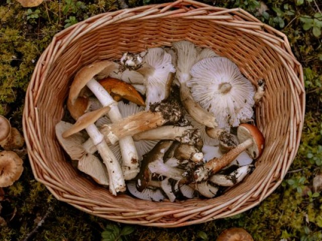 VUGD aicina sēņot, ogot un pastaigāties mežā droši un pārdomāti