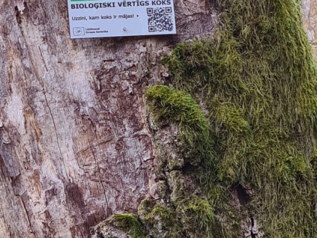 Bioloģiski vērtīgus kokus dabā varēs atpazīt pēc īpašas zīmes