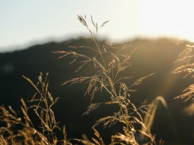 Lai sargātu vērtīgos zālājus, veidos jaunus dabas liegumus