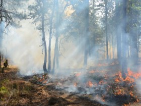 Atgādinām mežos vasarā ir ugunsnedrošais periods