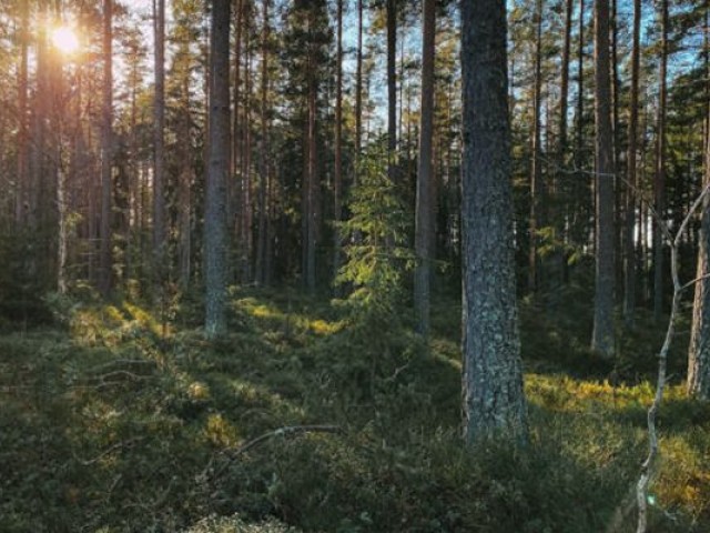 Turpinās pieteikšanās konkursam “Sakoptākais mežs 2025”