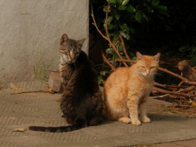 Skrundā sterilizēti 95% bezsaimnieka kaķu